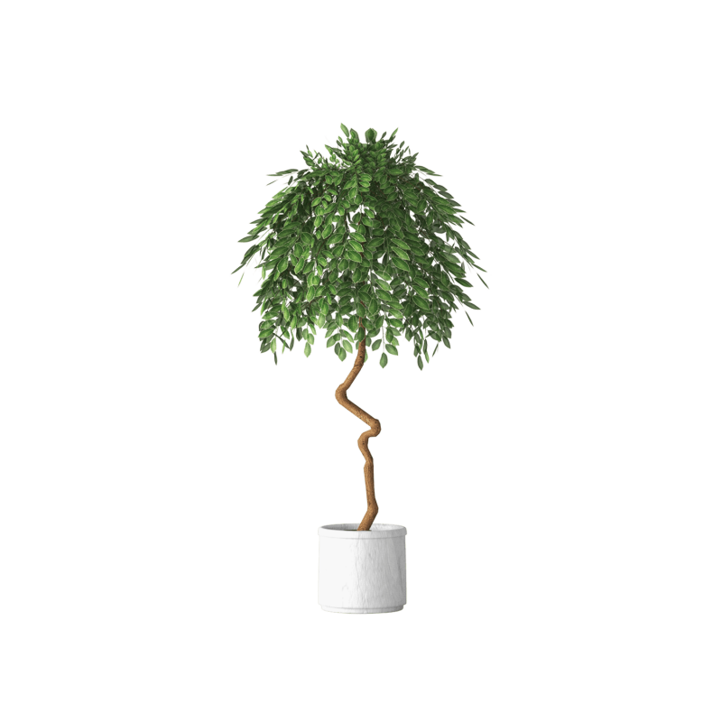 Plant Decor 03